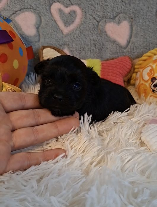 Maleńka suczka Yorkshire Terrier Black.