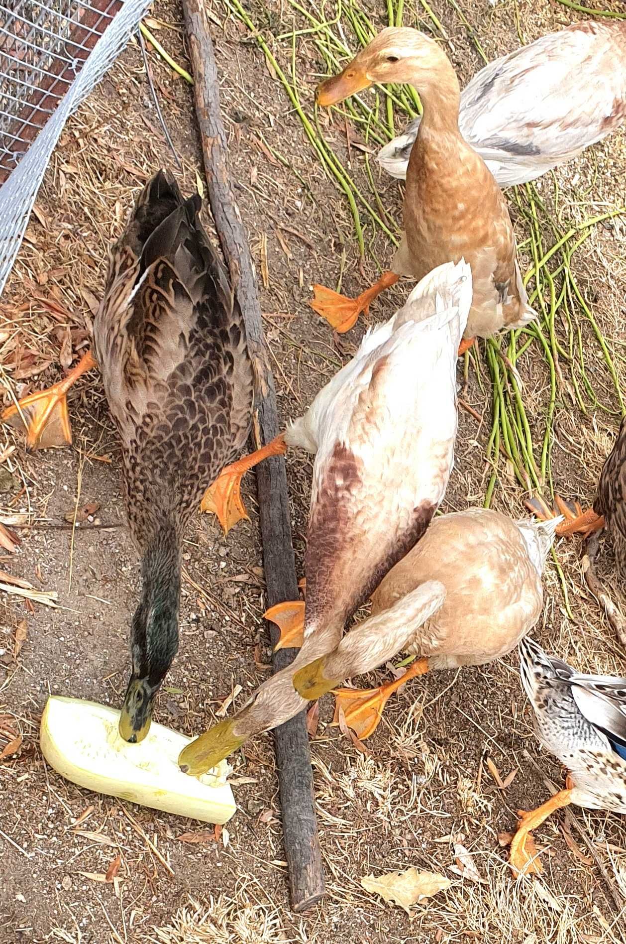 Casal de Patos Indian Runner – Perfeitos para Reprodução
