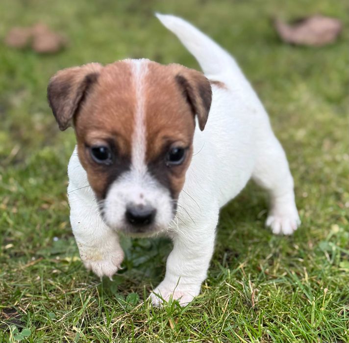 Jack Russell Terrier piesek WZORZEC rodzice FCI/ ZKwP #Smartie Jacks#