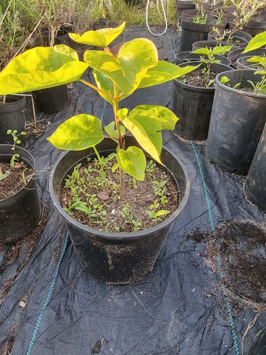 Sadzonki katalpy katalpa catalpa surmia Wyprzedaż jesienna 50% promocj