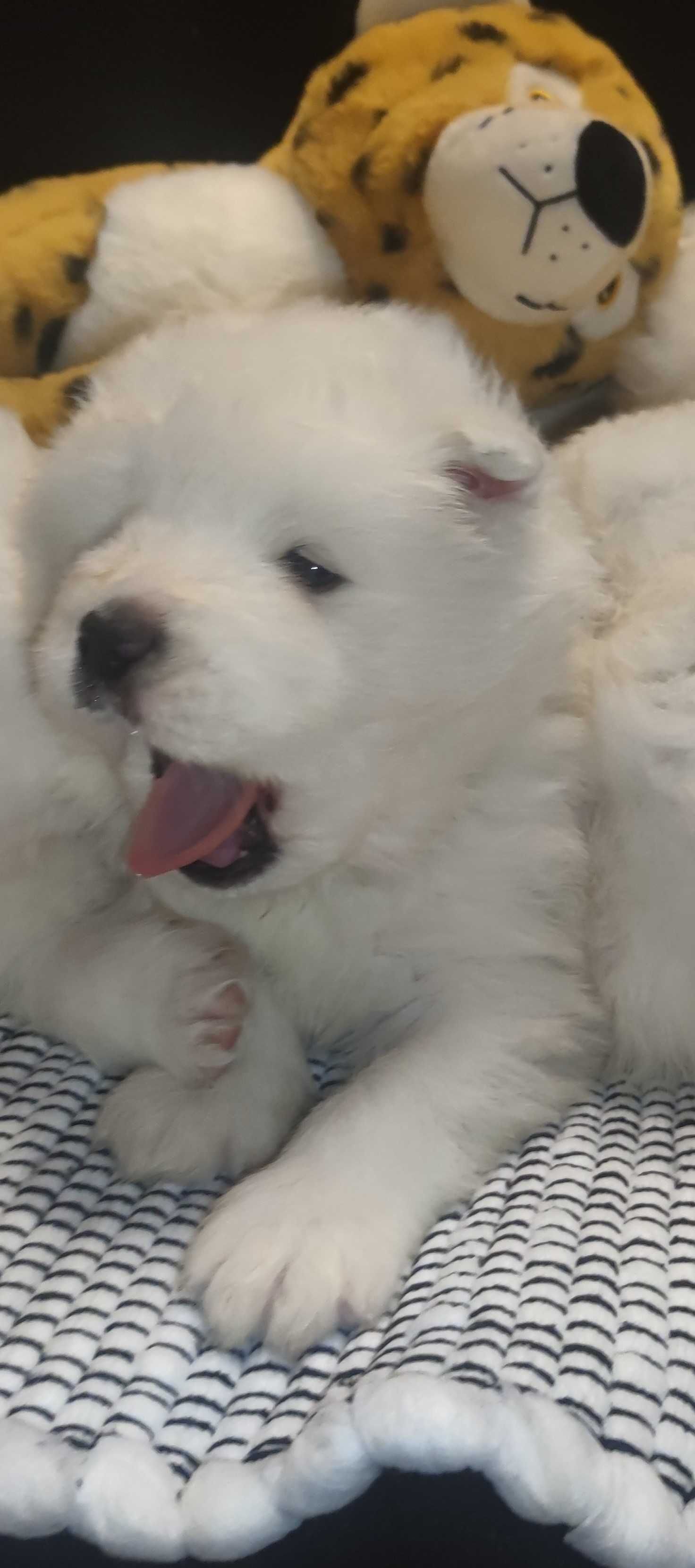 Samoyed FCI Samojed ZKwP