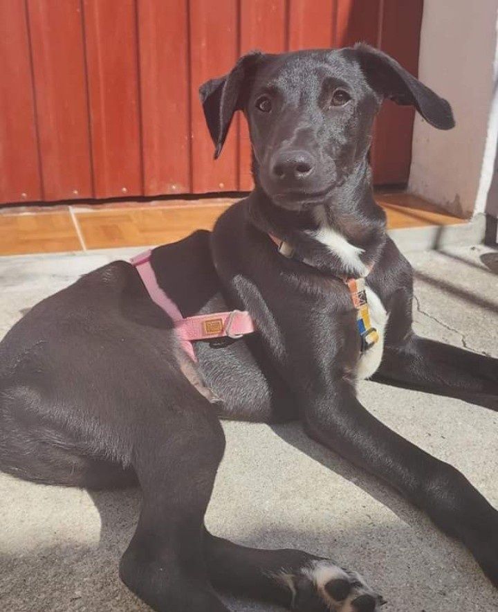 Igor- cachorro bebé de porte médio para adoção