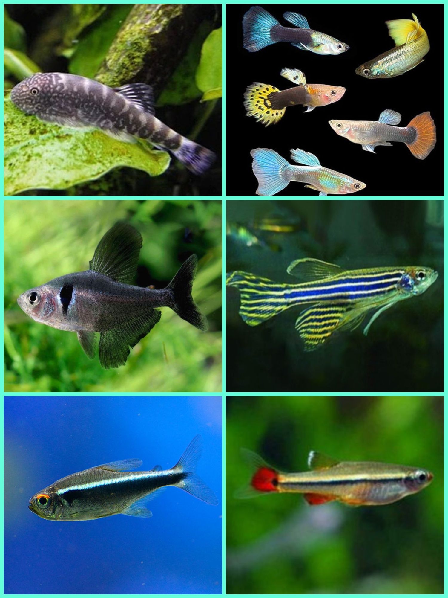Aquasousa.com - Tetras, Guppys, Corydoras, Neons e muito muito mais...