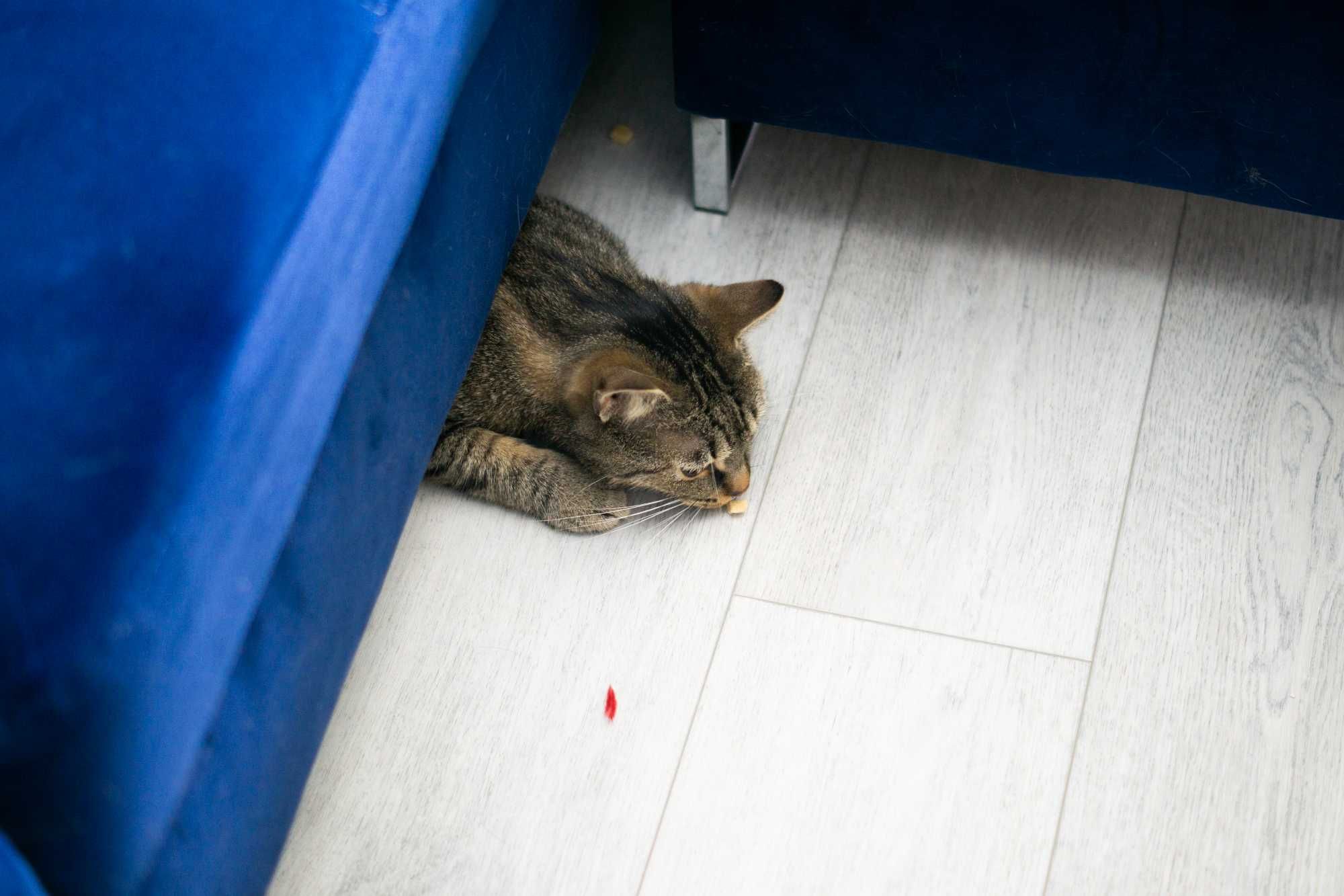 Kizo - kotek do adopcji