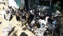 Aves/ Galinhas / Patos