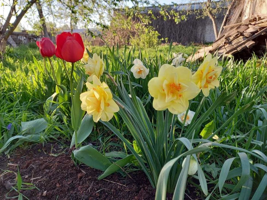 Будинок в м. Глухів