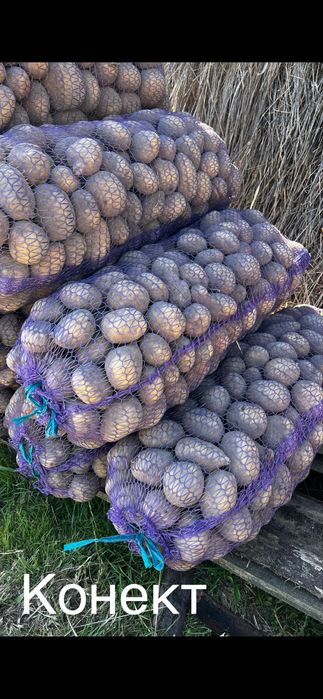 Продам картоплю різних сортів 10 грн за кг