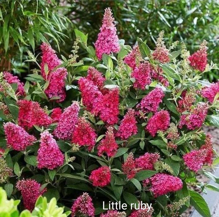 Гіпсофіла, будлея, вероніки, матрикарія, армерія, седуми, непта та ін.