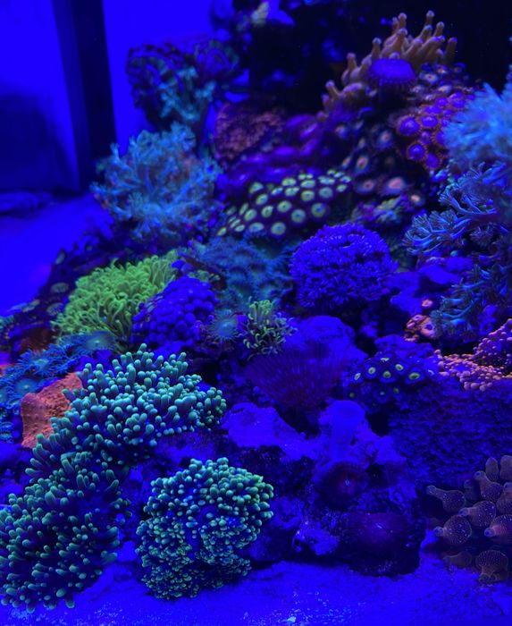 Продам морской аквариум Boyu TL-450