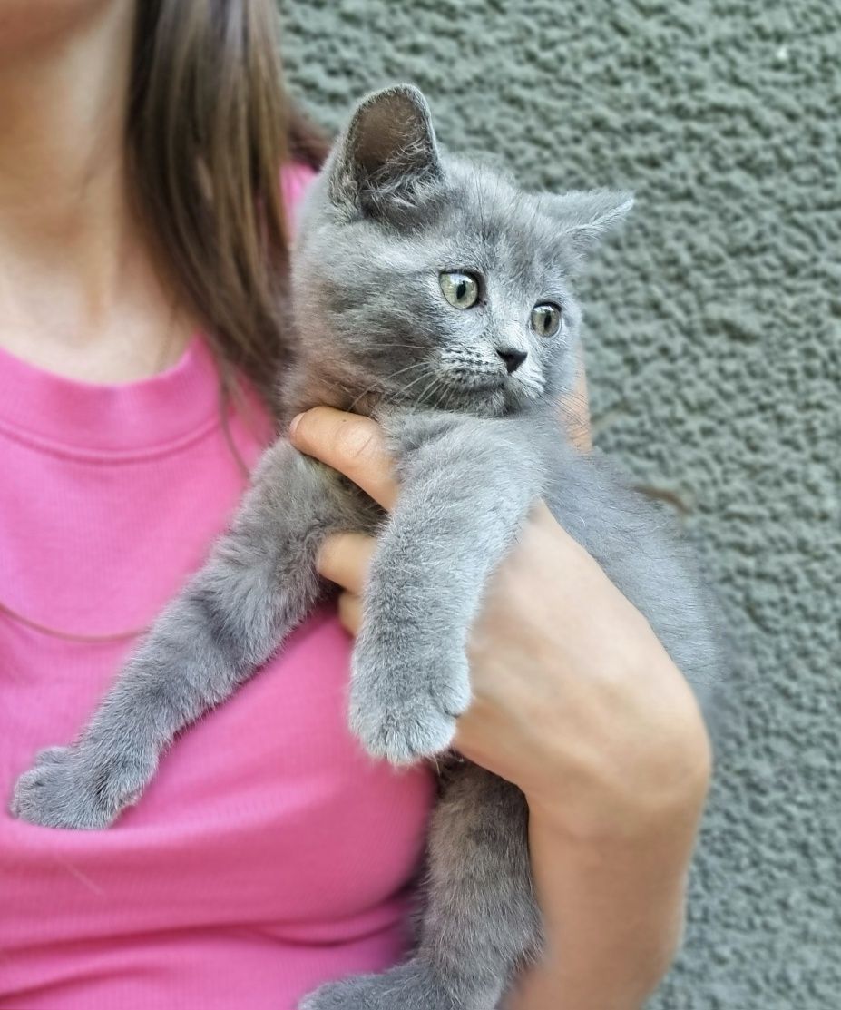 Грайливі кошенята