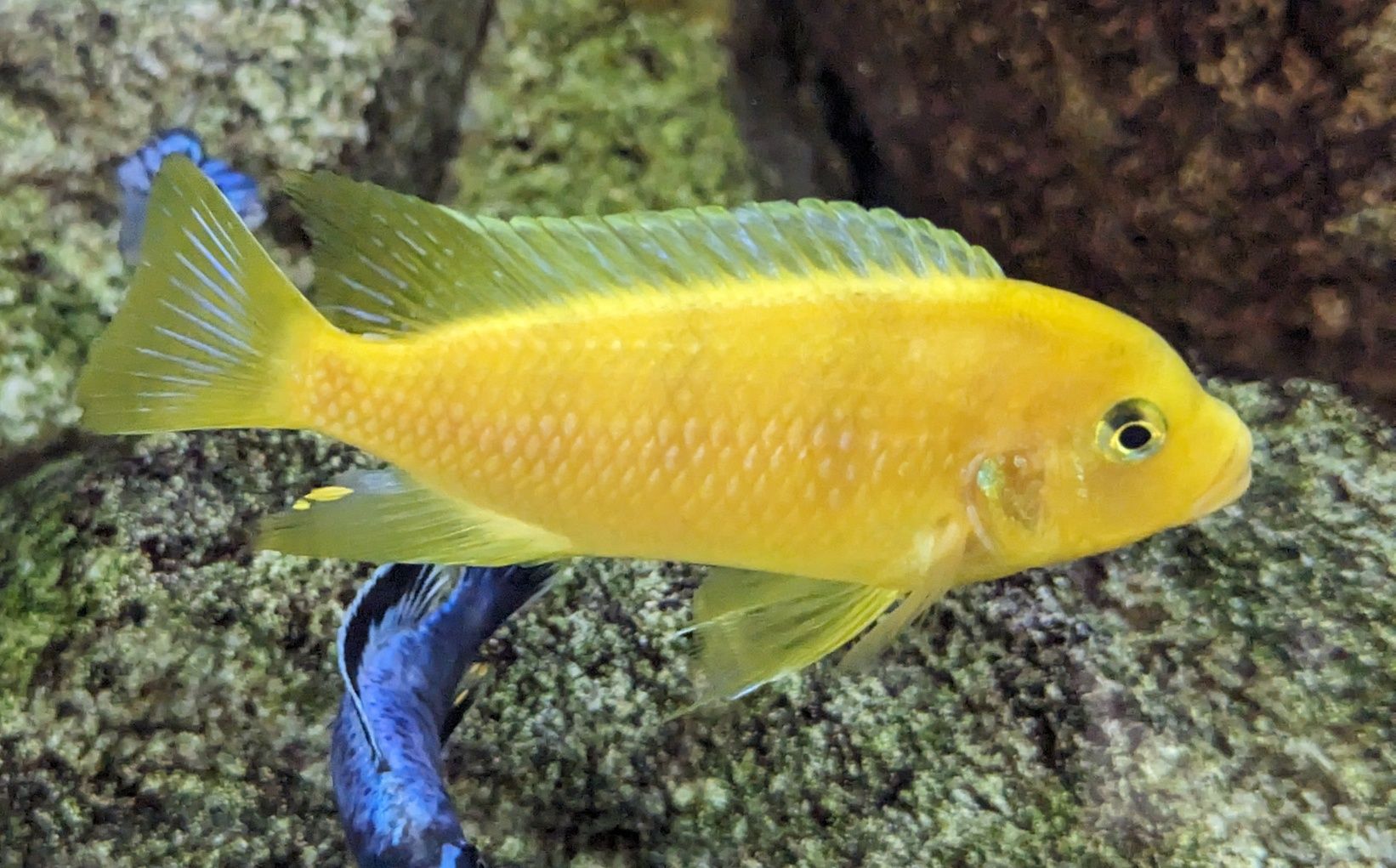 Metriaclima Lombardoi 3-4cm