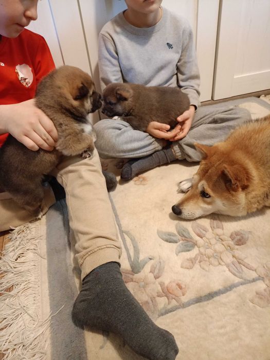 Shiba inu ZkwP FCI szczeniaczki gotowe do odbioru