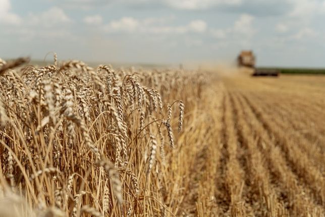 Пшениця зерно 2022 Пшеницю Корм