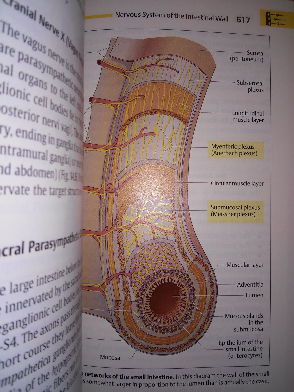 Human Body Introduction to Structure and Function Faller Schuenke 2004