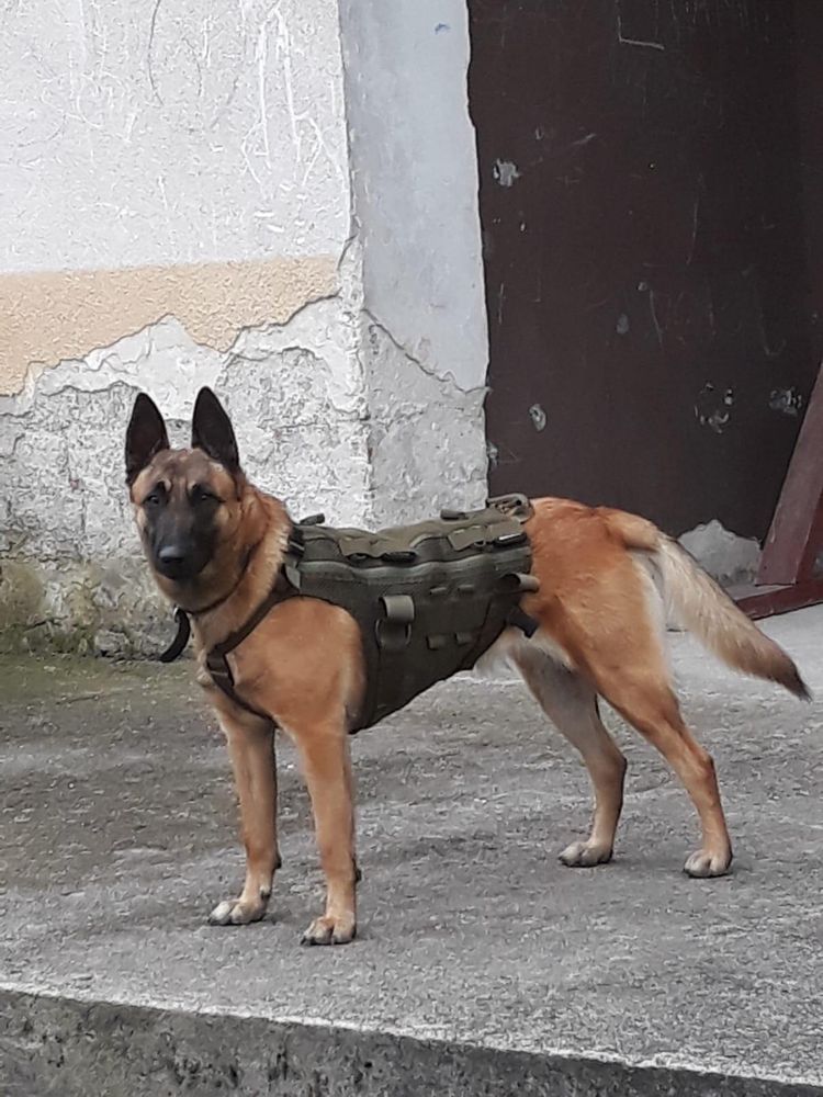 Owczarek belgijski malinois