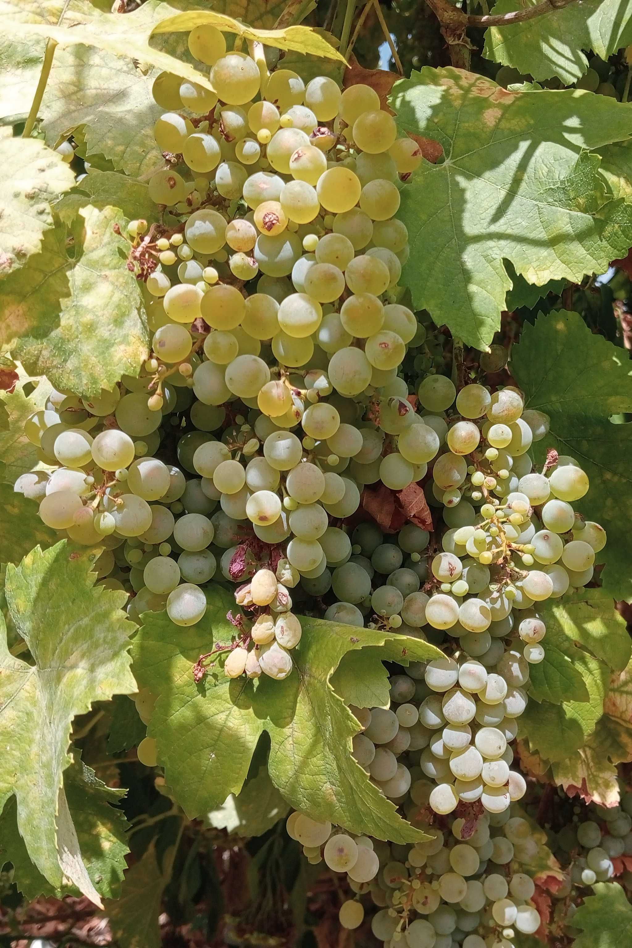 Vende -se uva branca  para vinho
