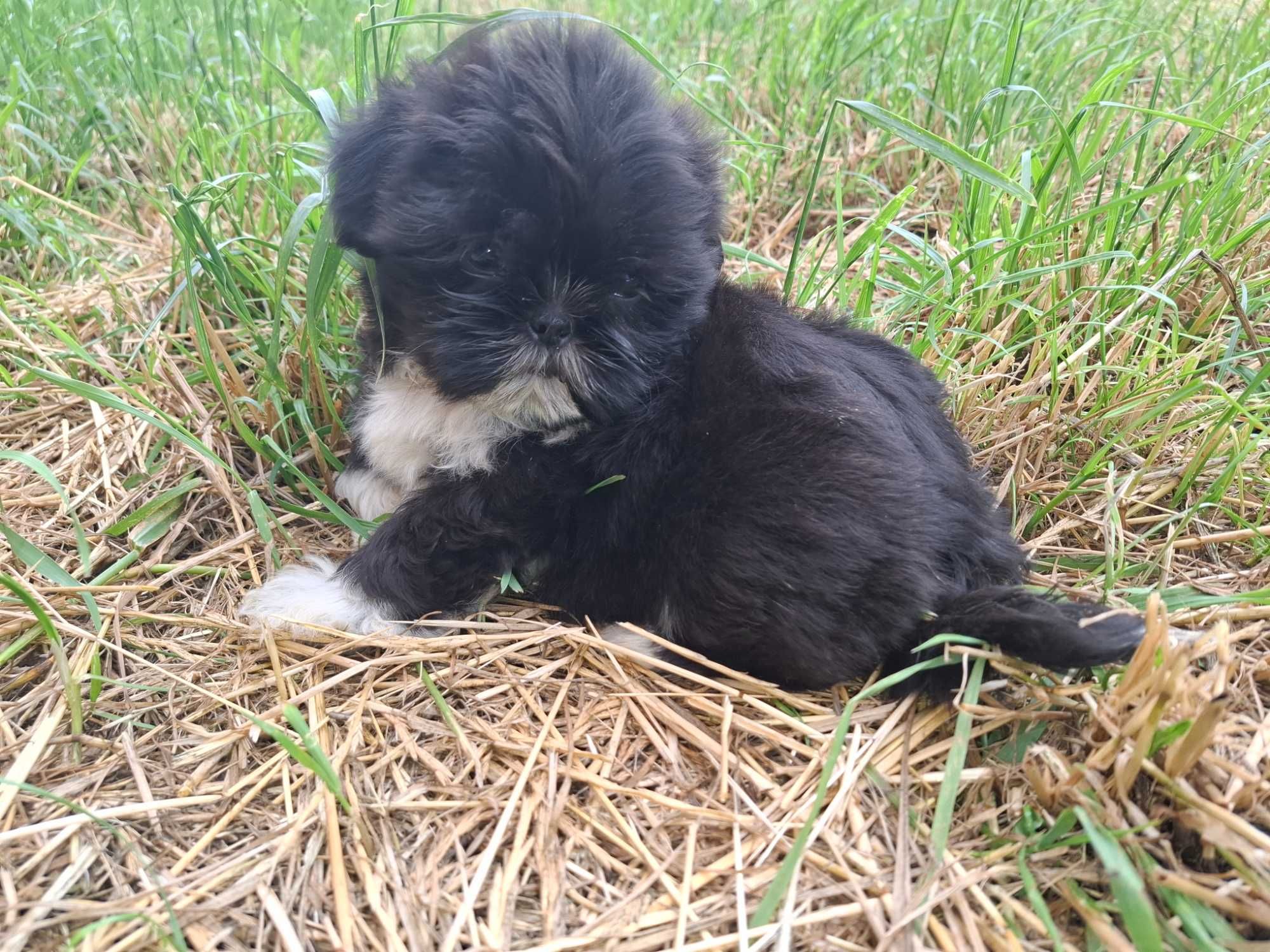 Sunia shih tzu gotowa do zmiany domu
