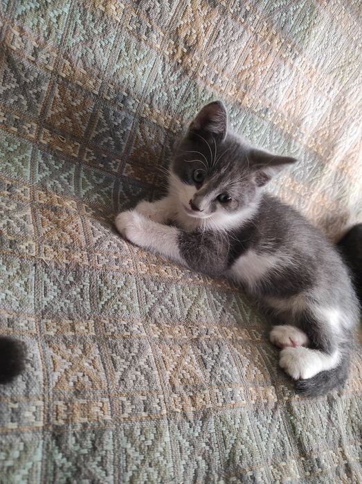 Котятки 7 недель