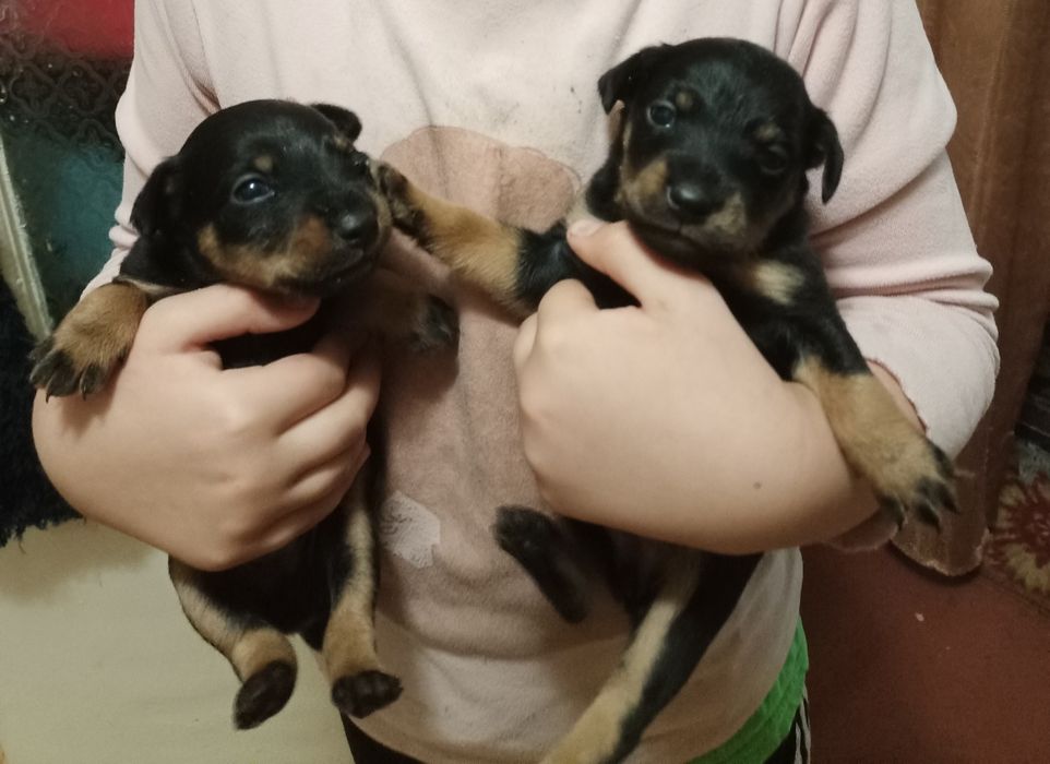 Німецький ягдтер'єр