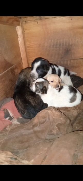 Терміново! Віддаю собачат!