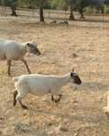 Mouton veeden puros