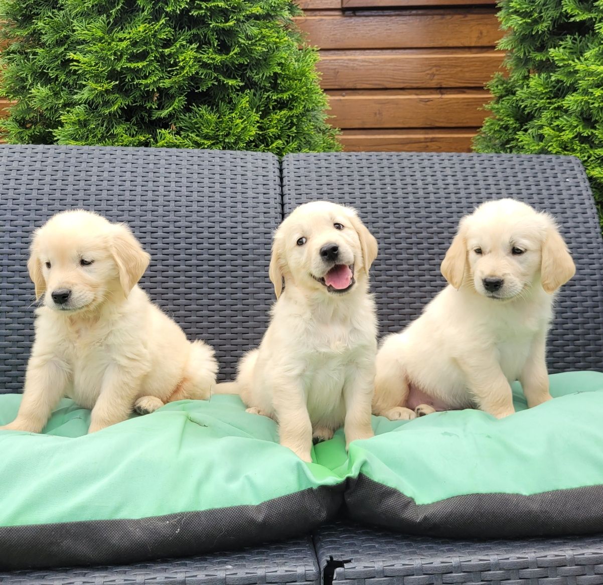 Golden Retriever Szczeniak Piękny