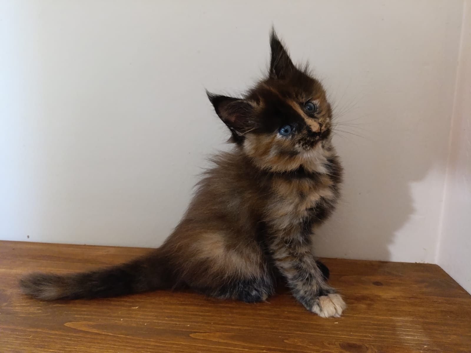Przeurocza koteczka Maine Coon