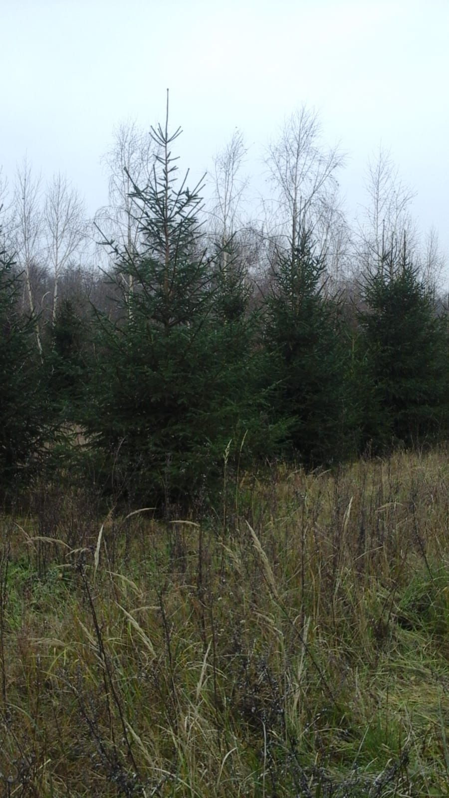 Choinki, świerki - plantacja ekologiczna