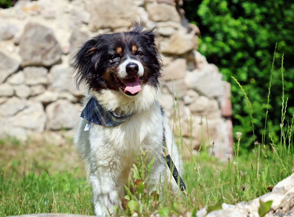 Odebrany interwencyjnie Fąfel szuka kochającego domu