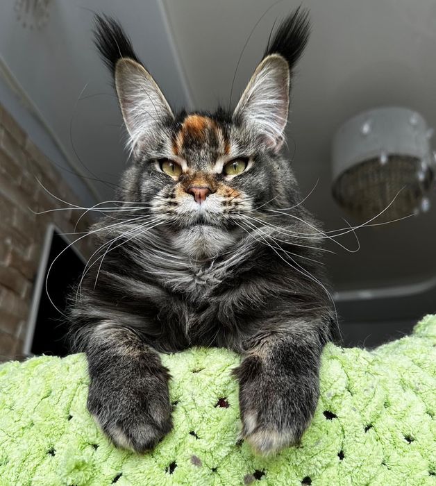 Роскошные котики Мейн-кун