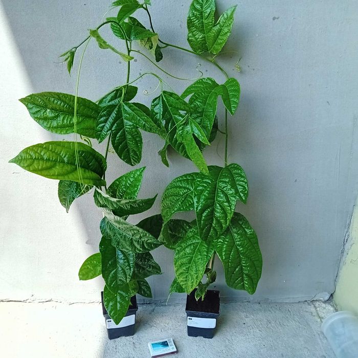 MARAKUJA Passiflora edulis+GRATISY