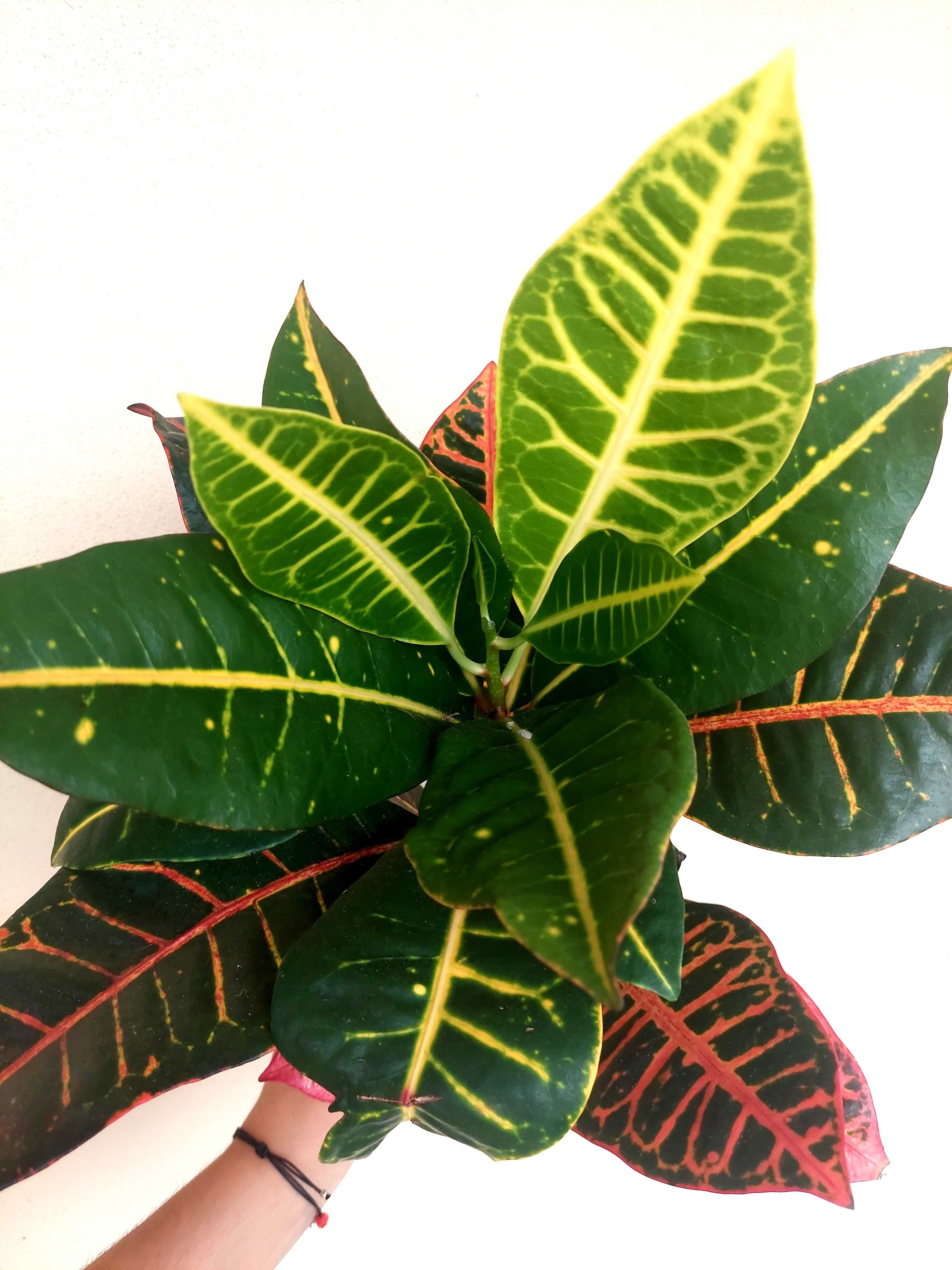 Planta Croton - A