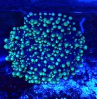 Rhodactis hairy fluo koralowiec akwarium morskie koralowce