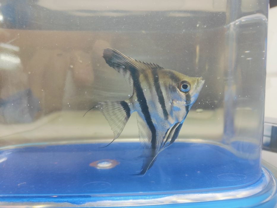 Pterophyllum Scalare Manacapuru Red Back