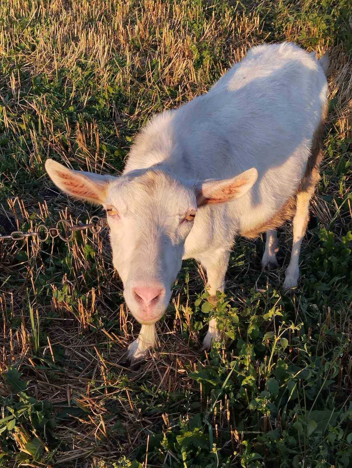 Продам заено та Англо нубійські кози