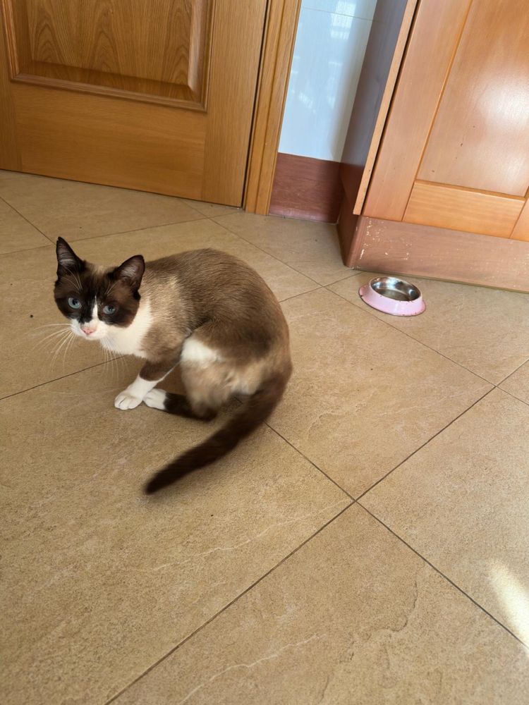 Gato para Adoção Responsável