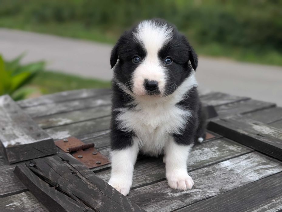 Border Collie sunia suczka dziewczyna przebadani rodzice do odbioru