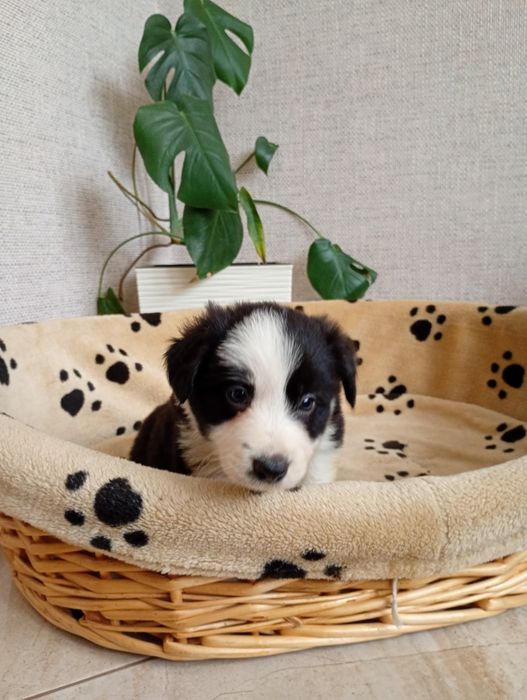 Sprzedam ślicznego Borden Collie