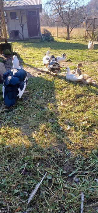 Продам індокачки