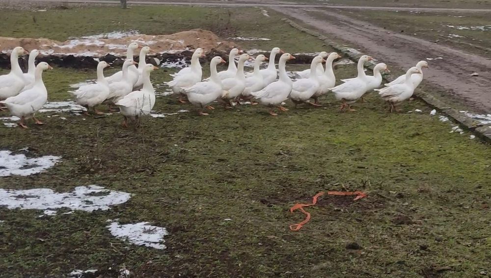 Sprzedam gęsi chów ekologiczny
