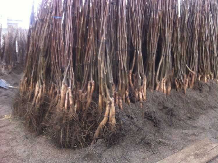 Саджанці горіха Буковинська Бомба, саженцы ореха. горіх. Кочерженко