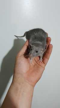Szczur szczury szczurki cudowne ogonki duży wybór DOWÓZ DO WIELU MIAST