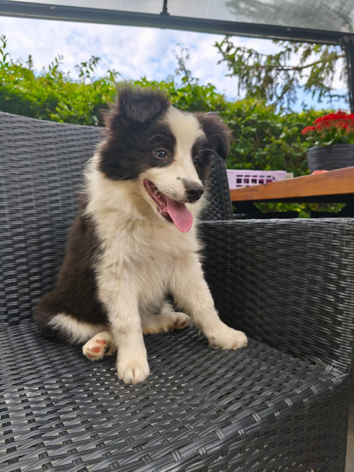 Border Collie Czarno Biała Suczka