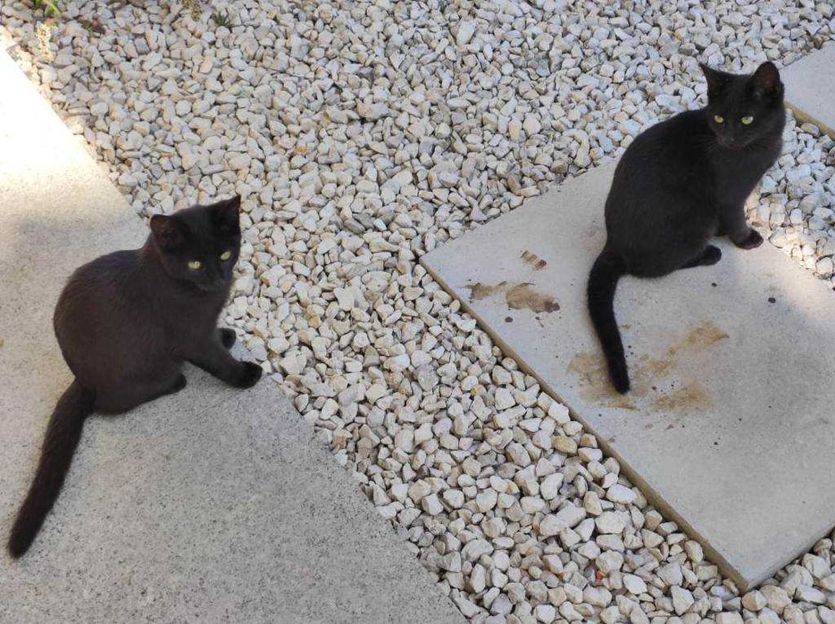 Doam-se gatinhos meigos e dóceis com pouco mais de 3 meses