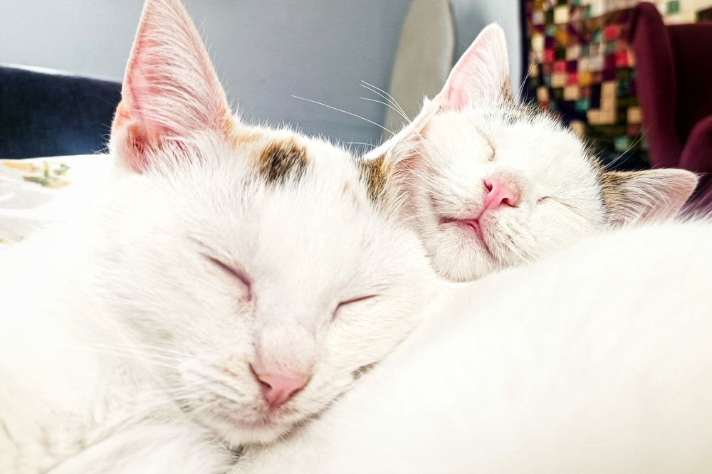 Dwie białe kotki proszą o dom