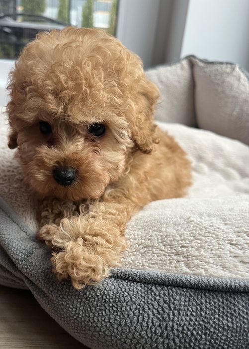 Pudel miniaturowy plowy red toy malutka suczka pies