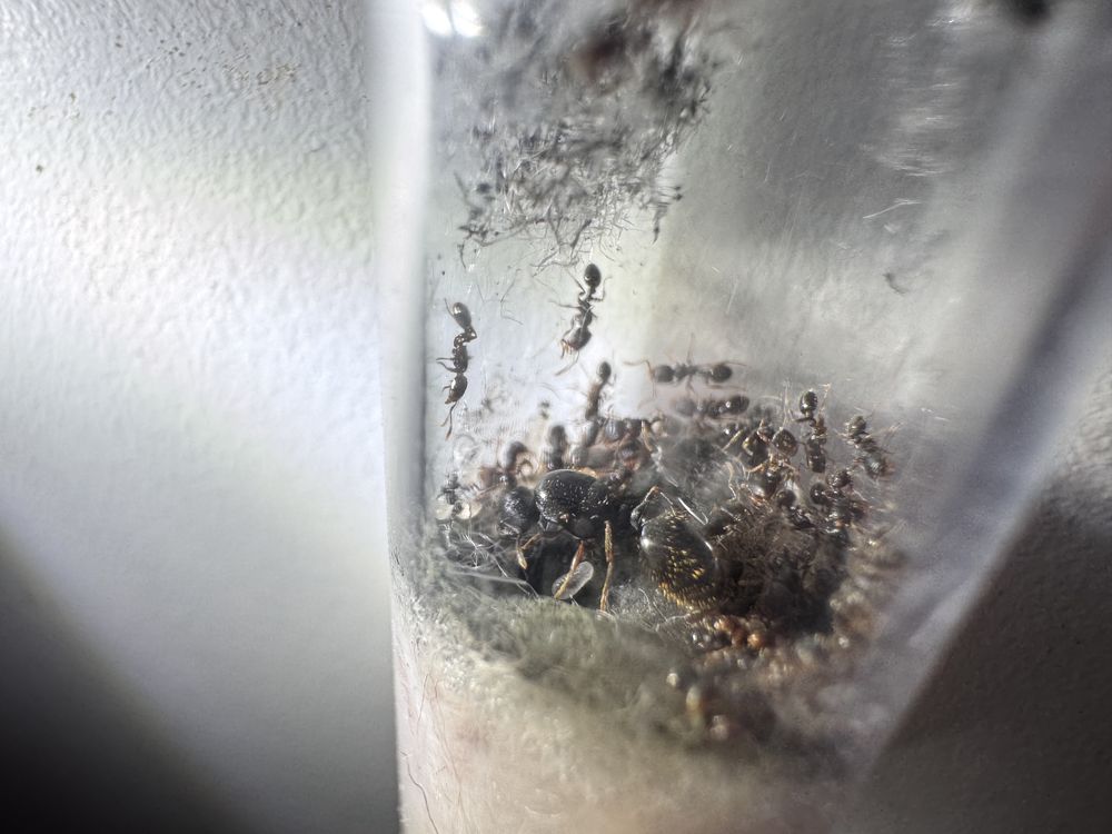 Tetramorium ceaspitum królowa + 50-100 robotnic mrówki