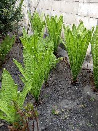 Папоротник садовый