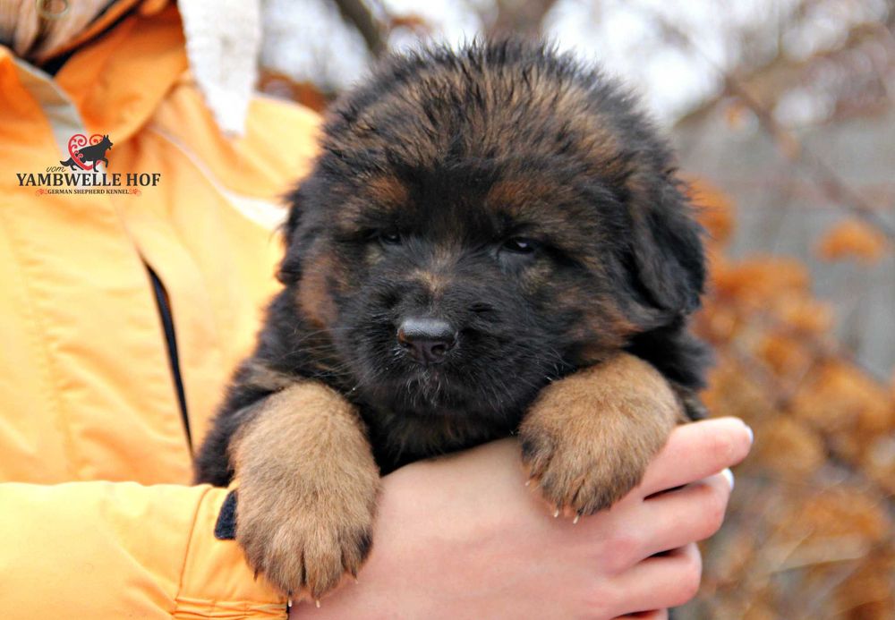 Німецька вівчарка Д\Ш - елітні цуценята від розплідника КСУ-FCI