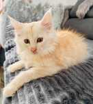 Kocurek gotowy do odbioru maine coon